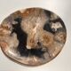 Large empty pocket or dish in petrified wood