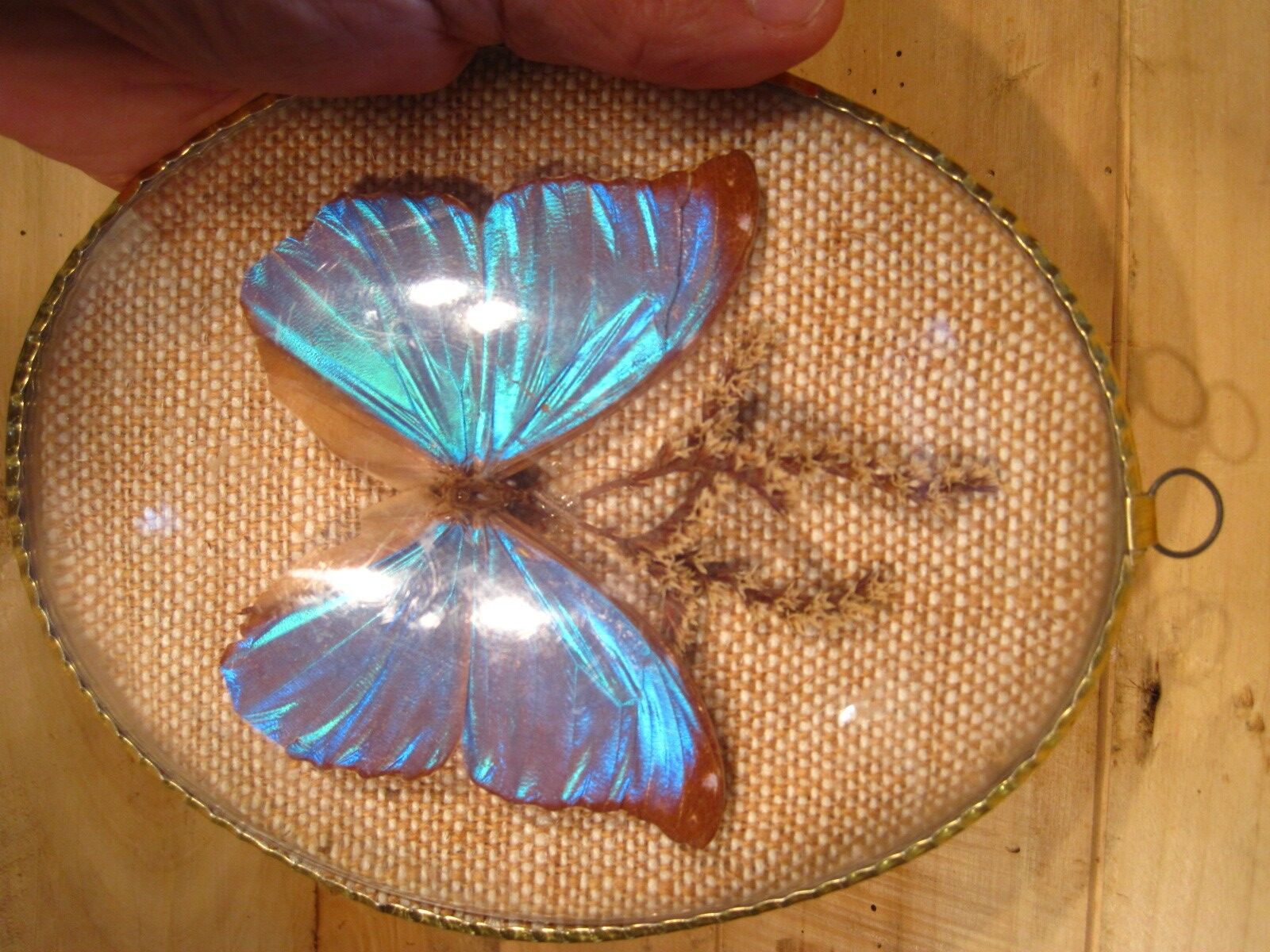 Curved oval frame with blue butterfly