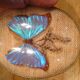 Curved oval frame with blue butterfly