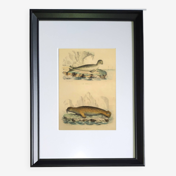 Original zoological plate "Seal & Walrus" - Buffon 1840