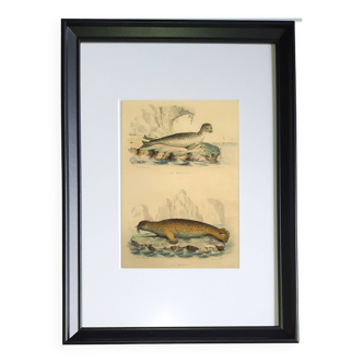 Original zoological plate "Seal & Walrus" - Buffon 1840