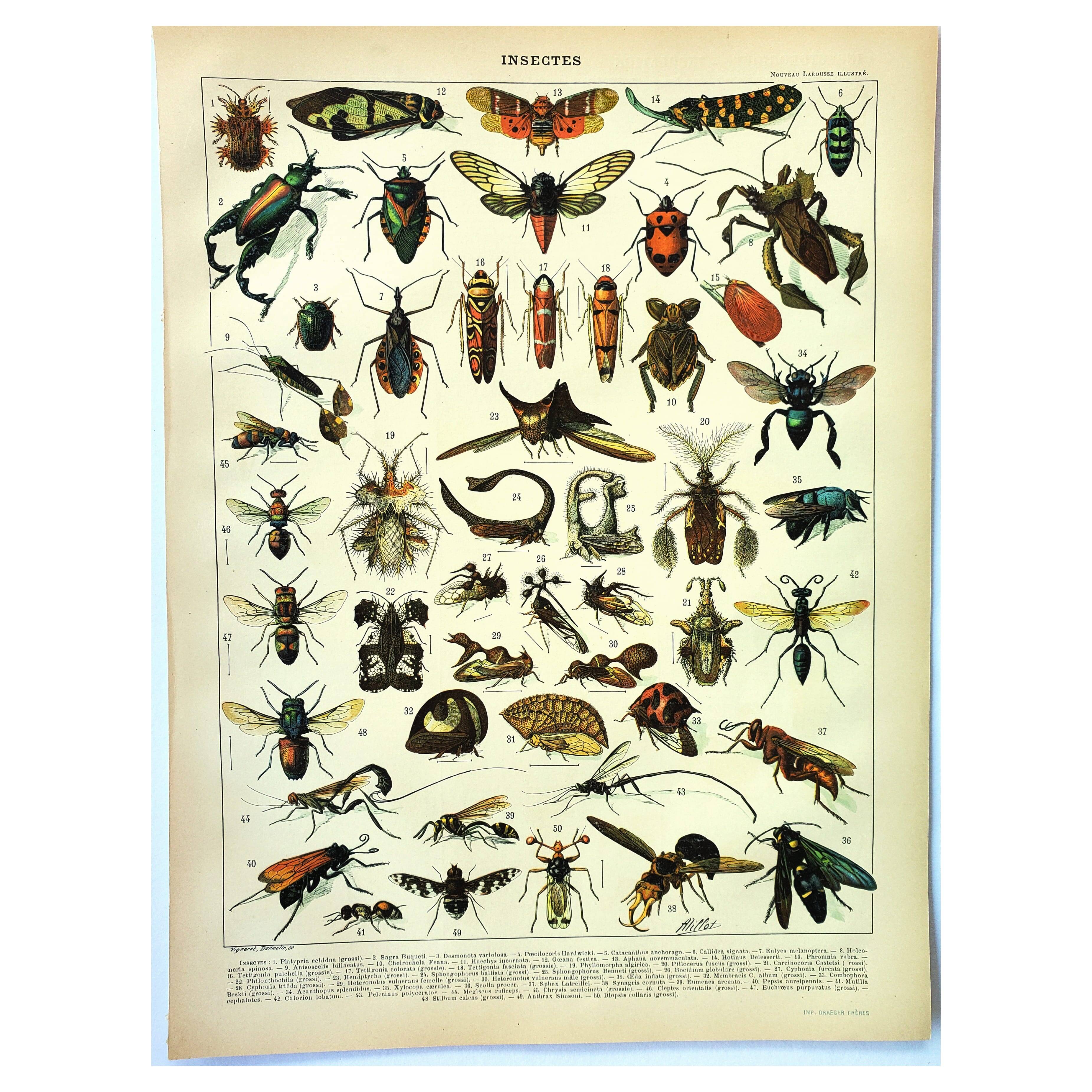 Antique engraving 1897 A. Millot - Insects 2, entomology