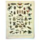 Antique engraving 1897 A. Millot - Insects 2, entomology