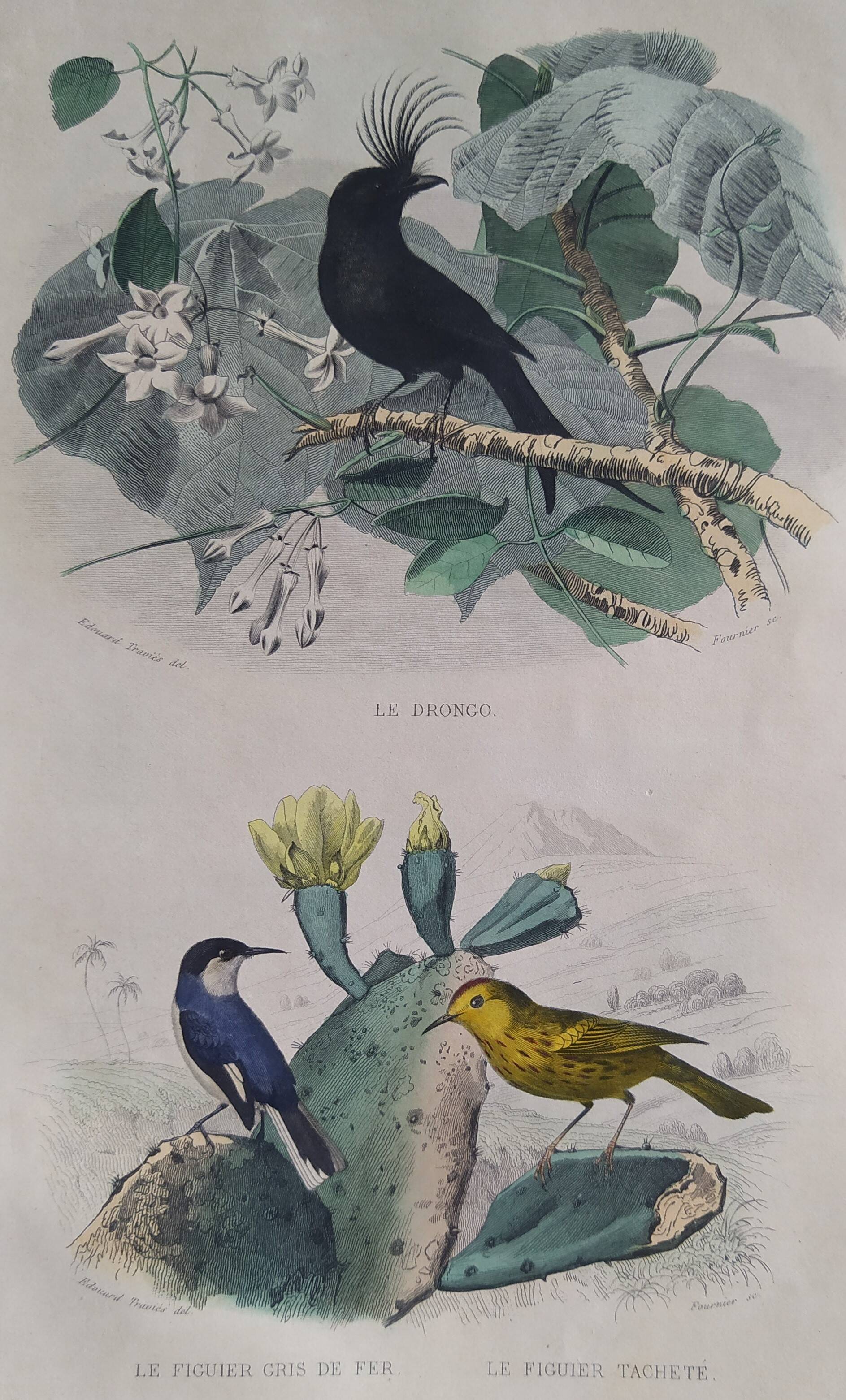 Ornithological Plate Buffon 1838 "Drongo, Iron Gray Fig, Spotted Fig"