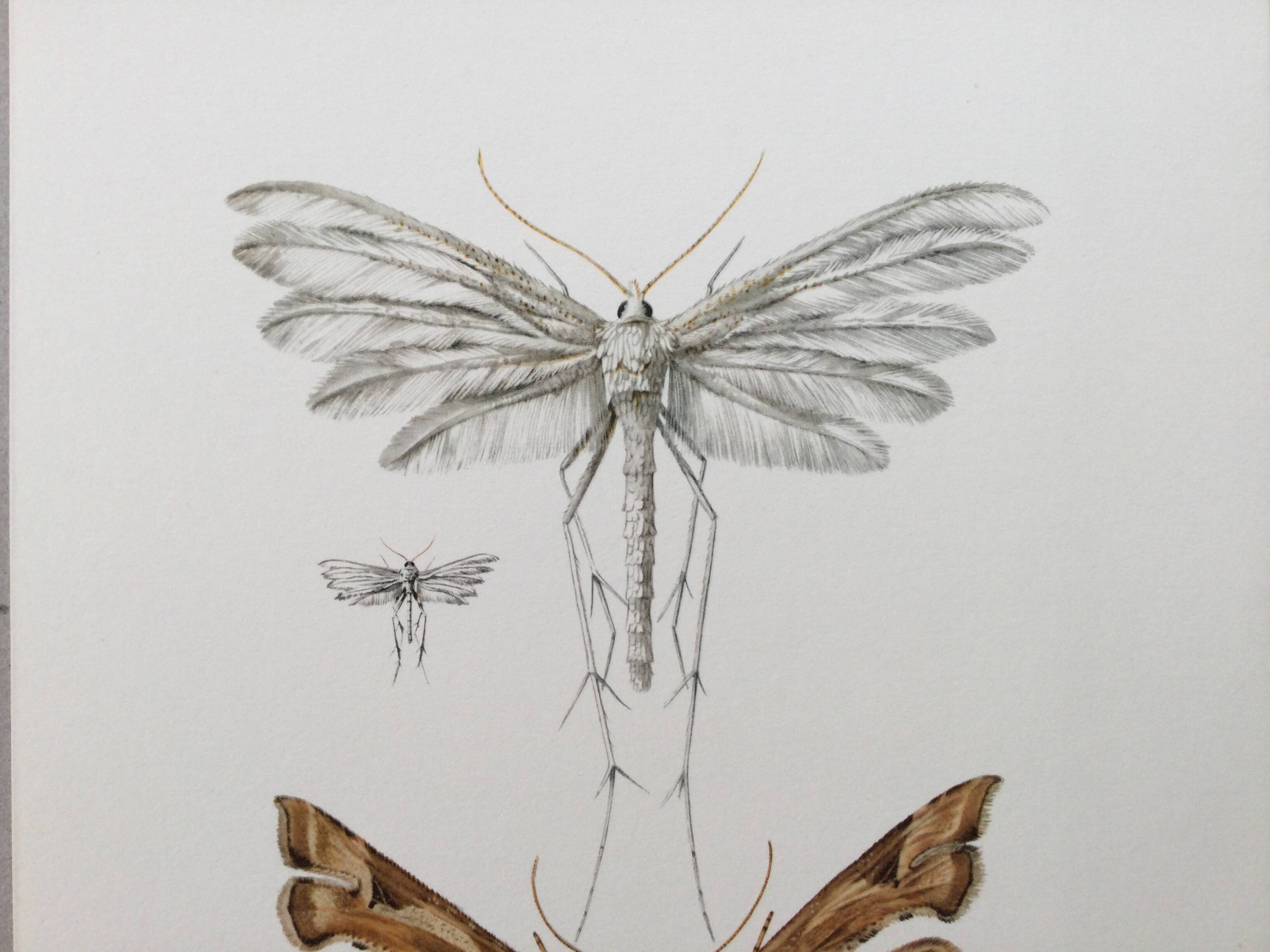 Impression vintage Insectes, illustration ancienne années 60