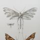 Impression vintage Insectes, illustration ancienne années 60