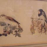 Lot 2 aquarelles oiseaux anciennes