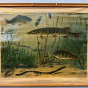 Affiche scolaire en lin vintage – Poissons d'eau douce