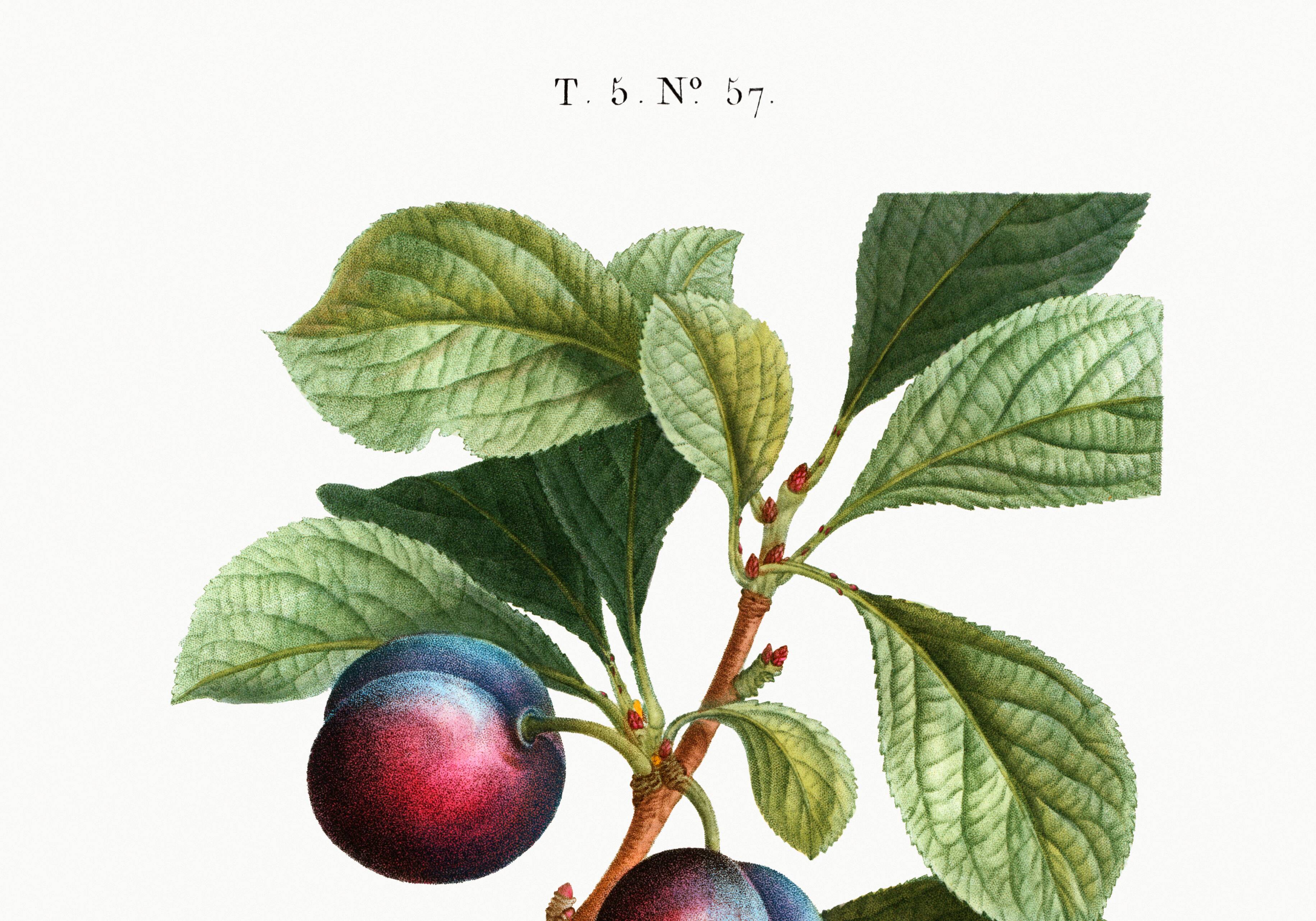 Poster on the plum tree, based on an old engraving from 1802.