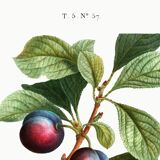 Poster on the plum tree, based on an old engraving from 1802.