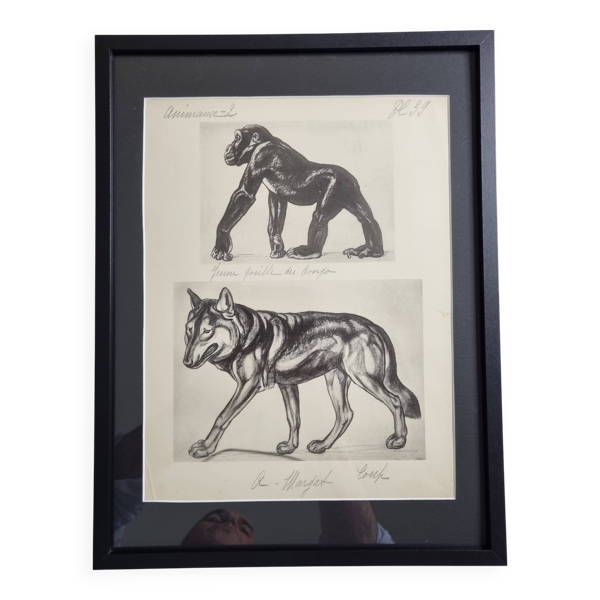 Planche illustrée, Études de Gorille et de Loup, Signée A. Margat, 1930