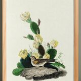 Poster of the White-throated Sparrow, after an old engraving from 1827