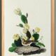 Poster of the White-throated Sparrow, after an old engraving from 1827