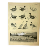 Antique lithograph 1921 - Duck, farm breeds - bird engravings