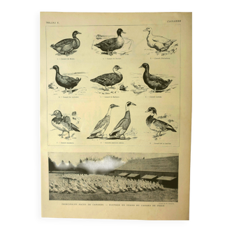 Antique lithograph 1921 - Duck, farm breeds - bird engravings