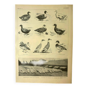 Antique lithograph 1921 - Duck, farm breeds - bird engravings