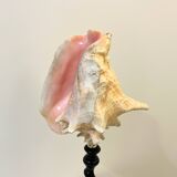 XXL 54 cm Old large conch shell on wooden base Napoleon III cabinet of curiosities foot