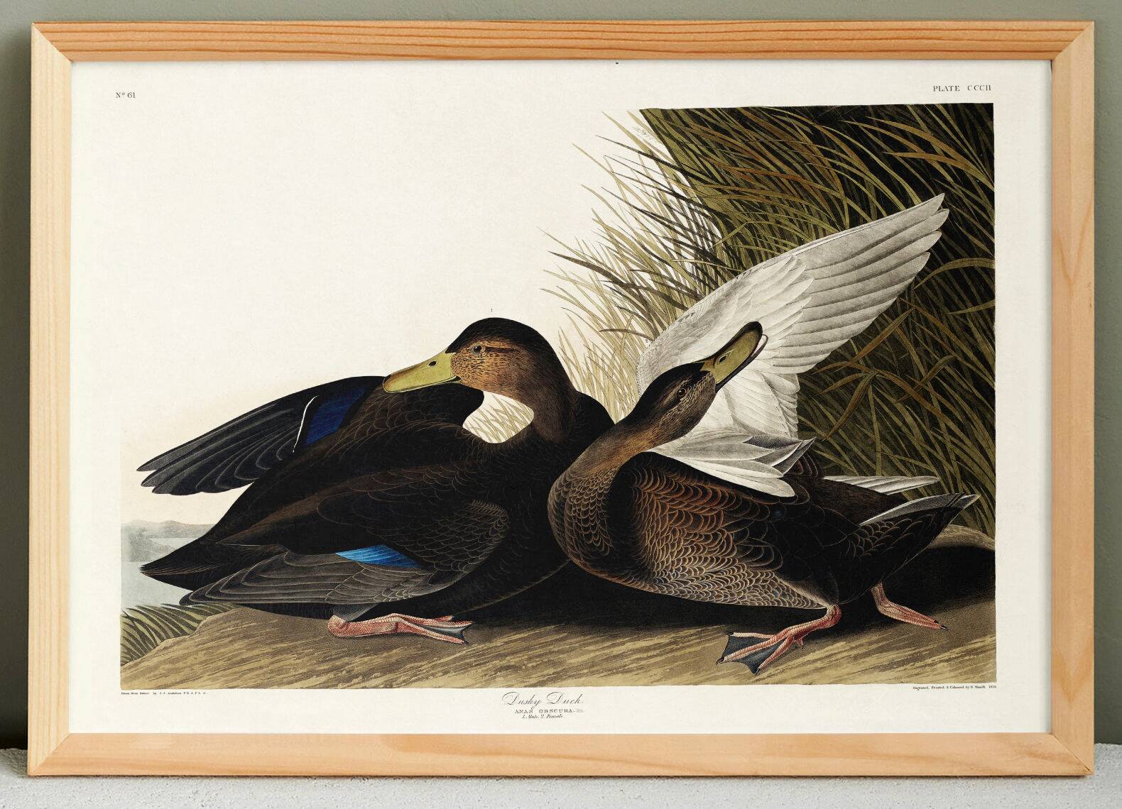 Poster about the American Black Duck, based on an old engraving from 1827.