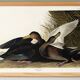 Poster about the American Black Duck, based on an old engraving from 1827.