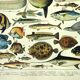 Antique engraving 1897 A. Millot - Fish 1, marine animals