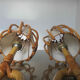 Pair of sconces Louis Sognot in rattan, bamboo 60s