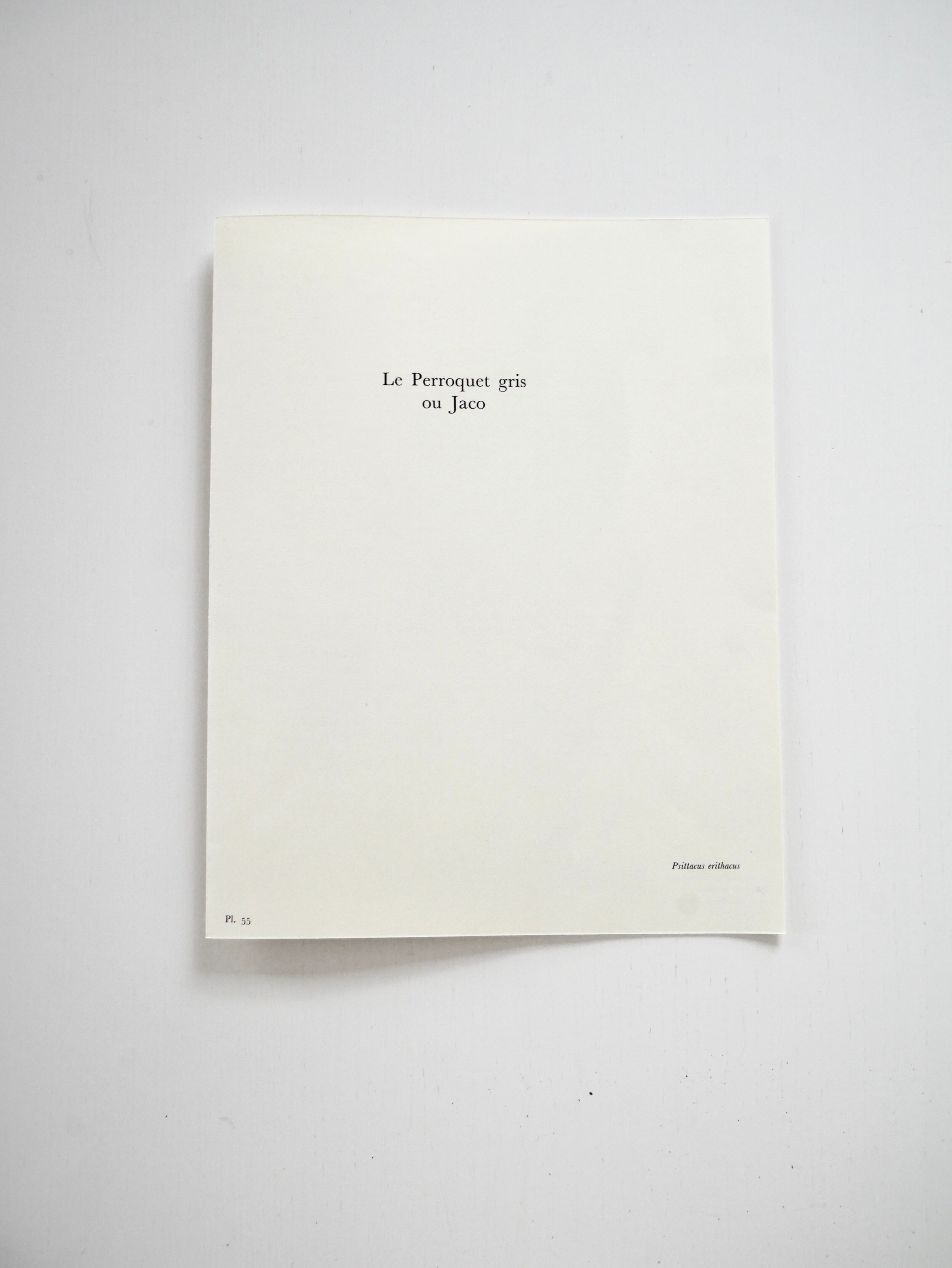 Ornithological board The grey parrot or Jaco