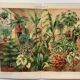 Botanical plate from 1909 - Flower and decorative plants (2) - German lithographic engraving