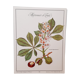 Planche botanique maronnier