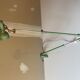 Telescopic lamp Lumina