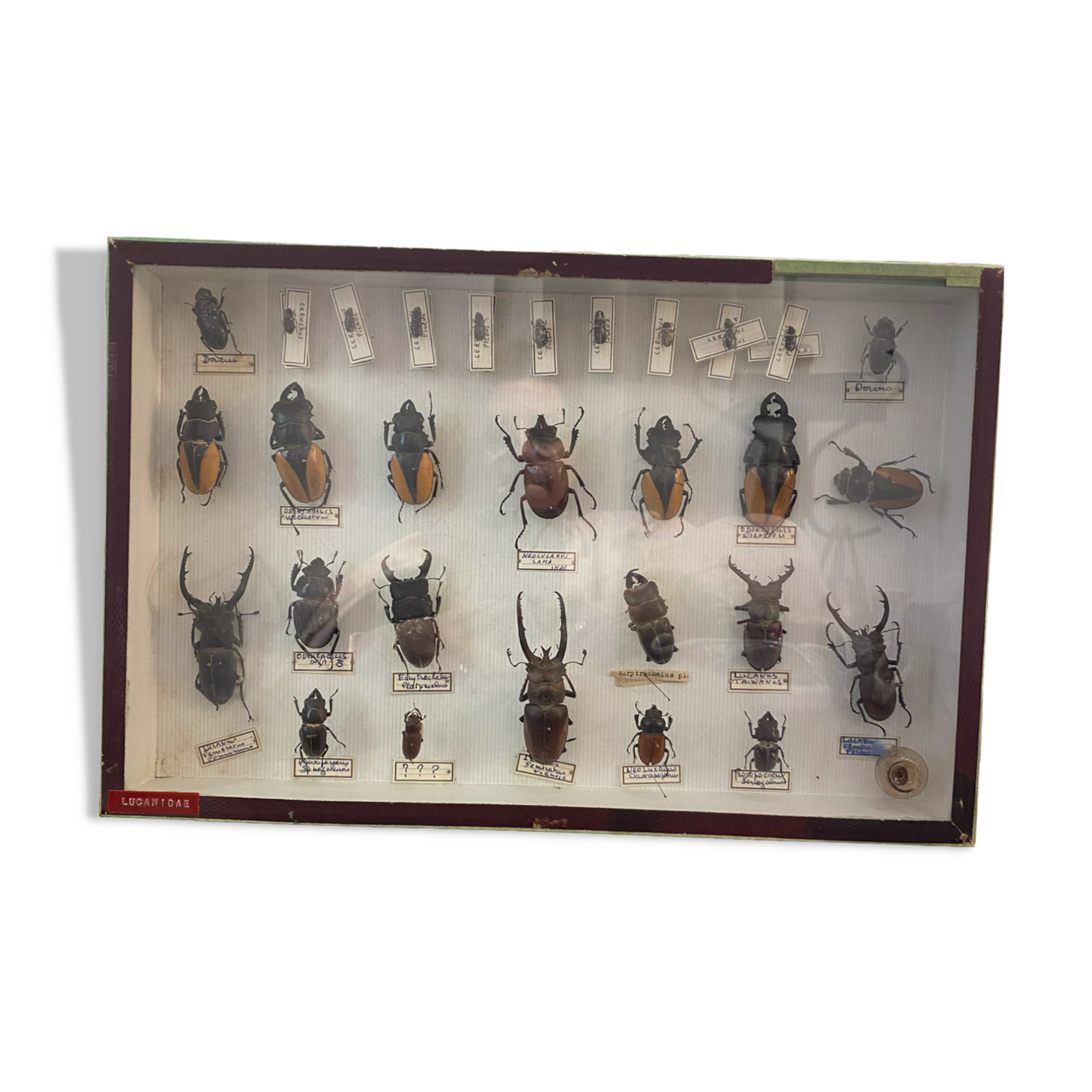 Boîte entomologie vitrine insectes