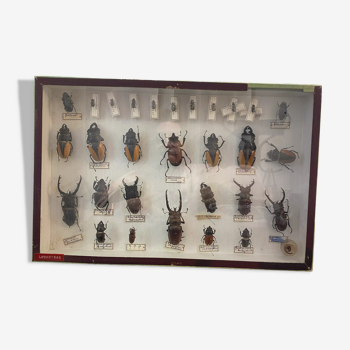 Boîte entomologie vitrine insectes