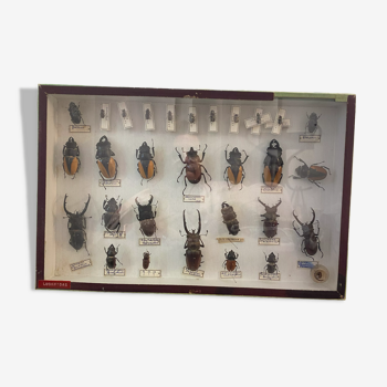 Box entomology showcase insects