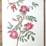 Set of 4 botanical plates roses