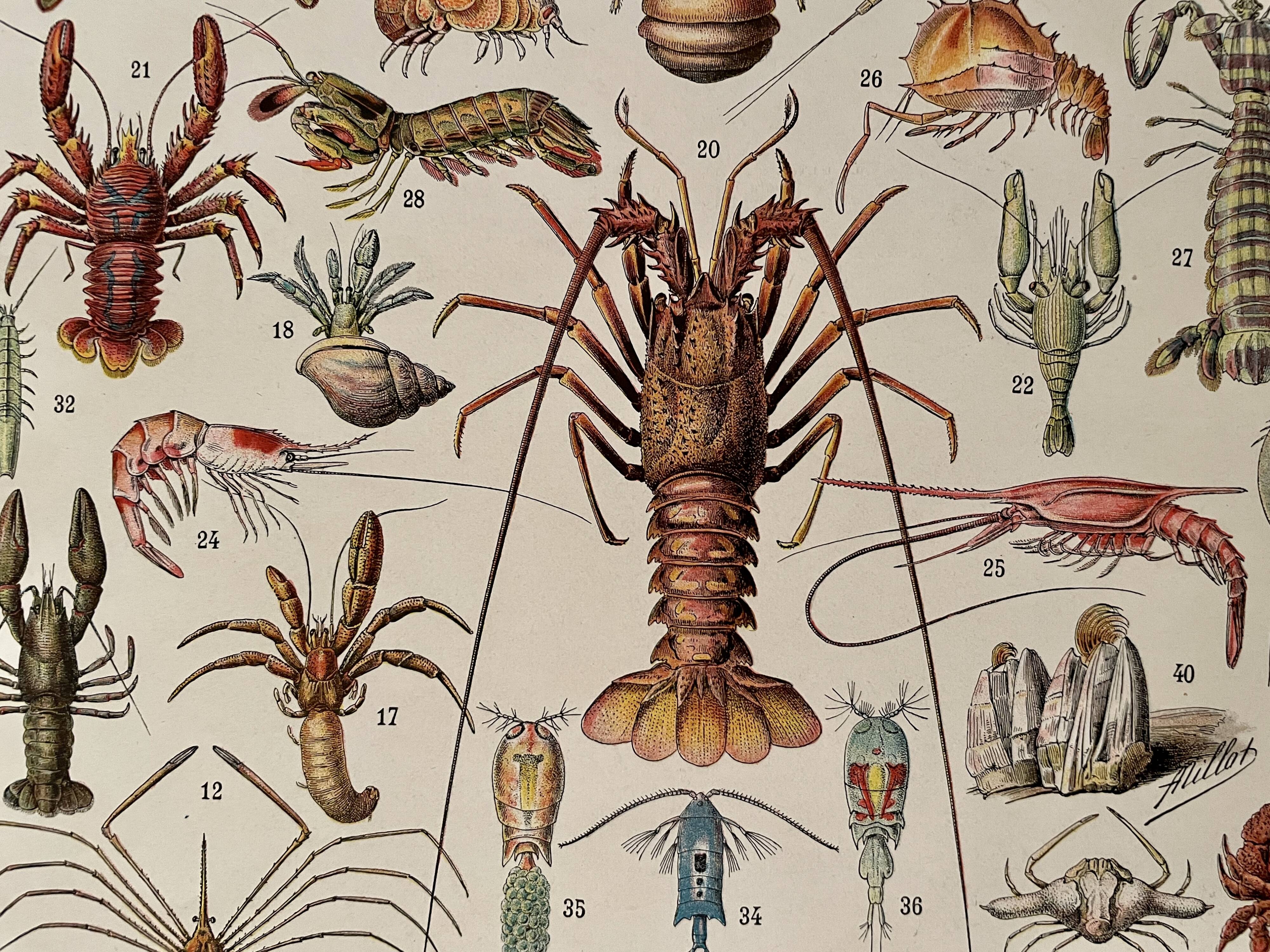 Lithograph on crustaceans - 1930