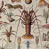 Lithograph on crustaceans - 1930