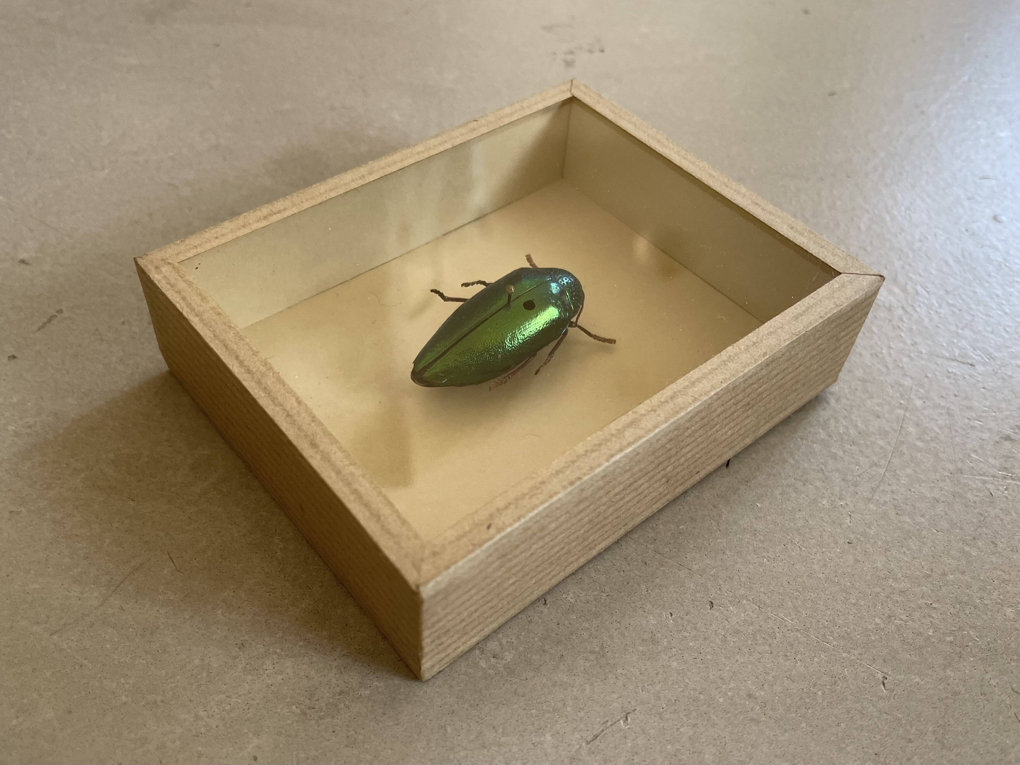 Beetle stuffed under glass