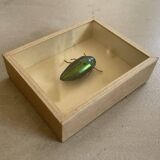Beetle stuffed under glass