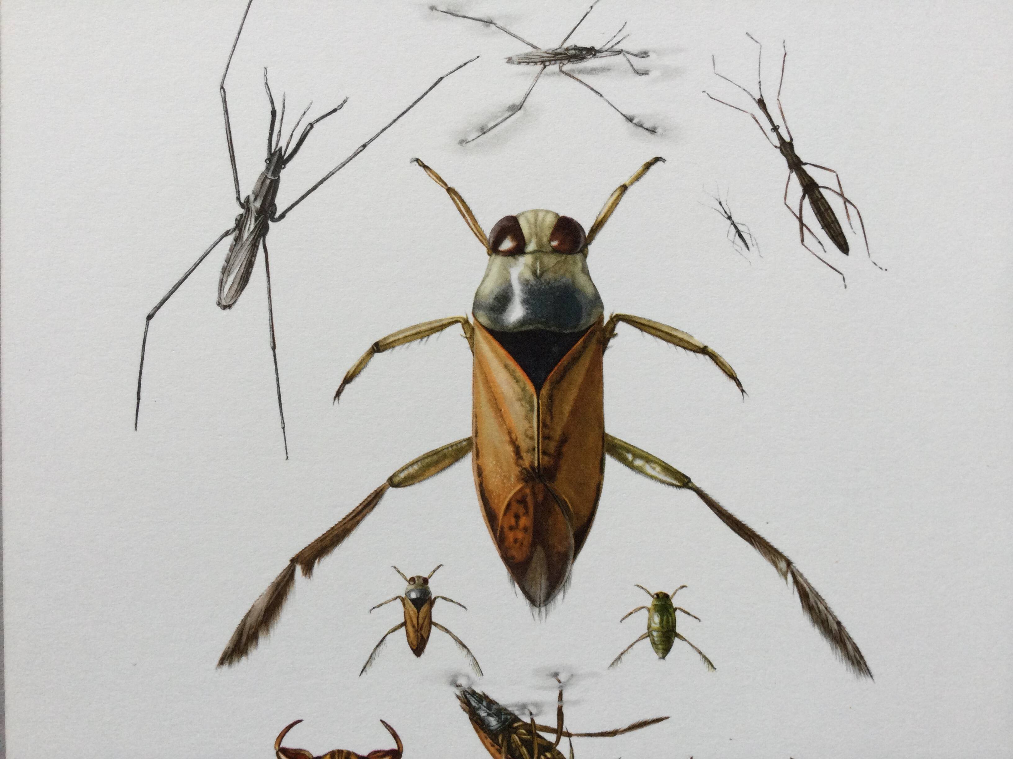 Insect wall decoration. Original plate 1969.