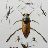 Insect wall decoration. Original plate 1969.