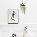 Chimera lithograph engraving animal - the marmoset