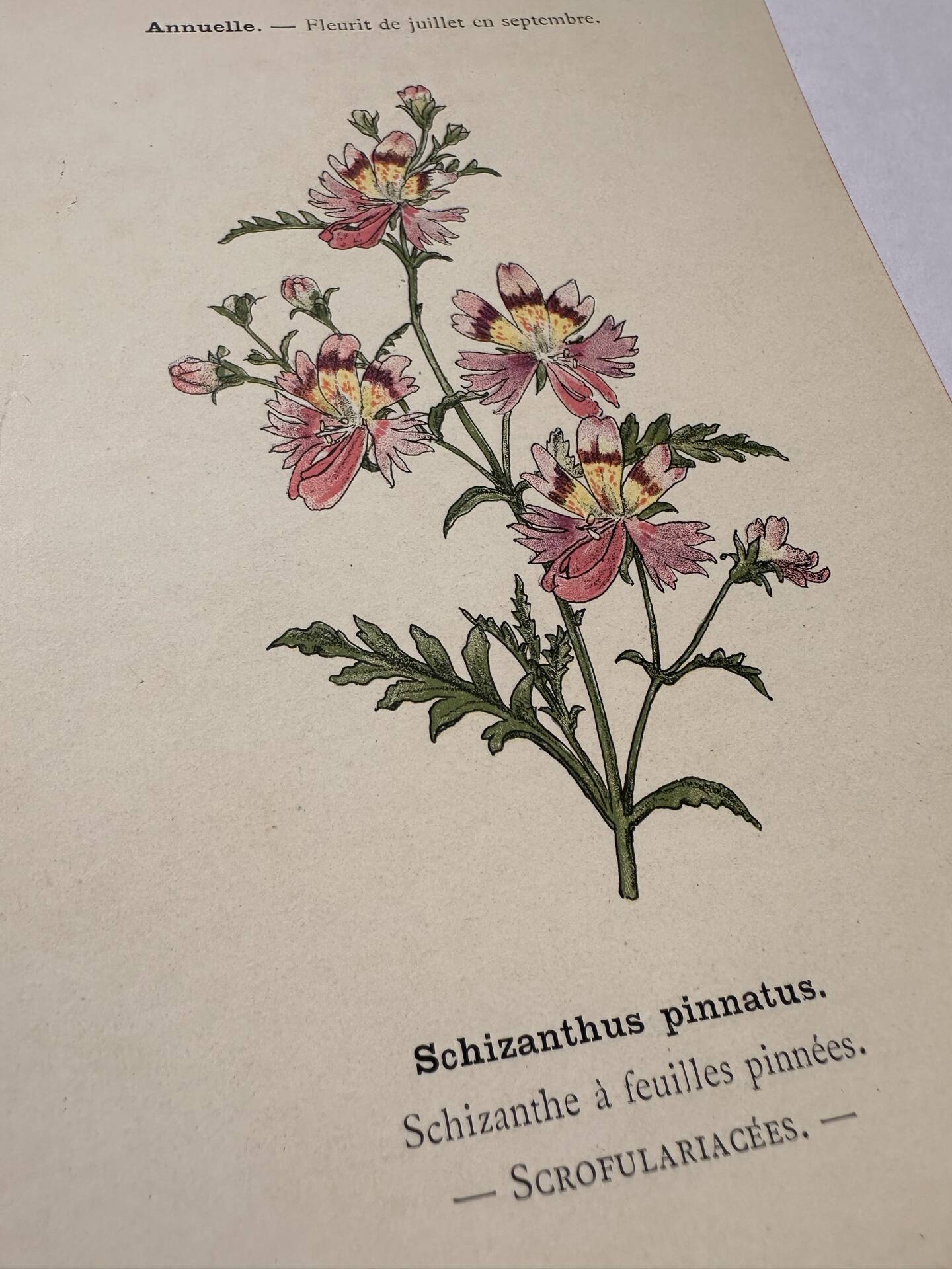 19th-century botanical engraving naturalist poster French flower wine