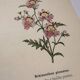 19th-century botanical engraving naturalist poster French flower wine