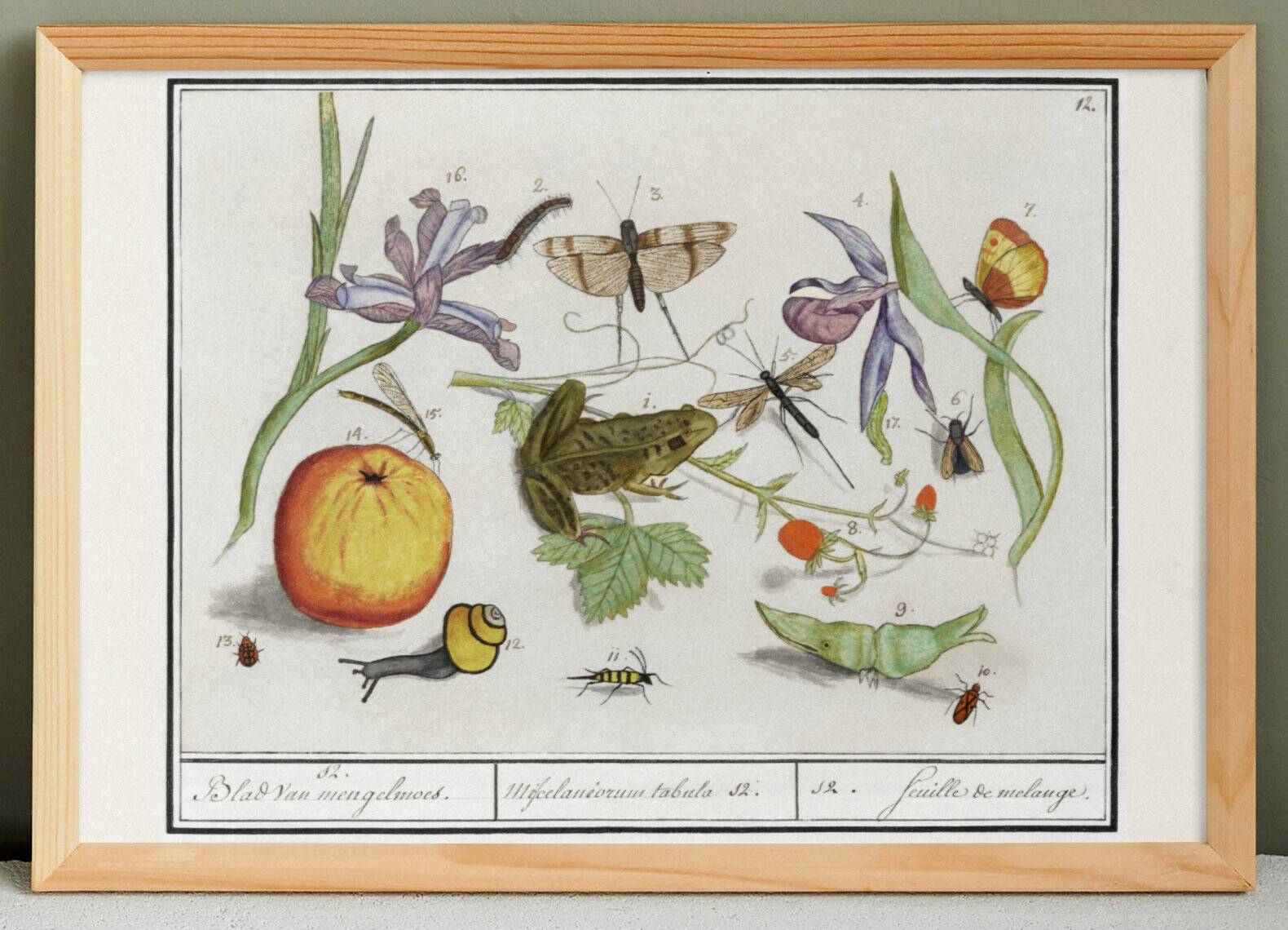 Small poster on "Insects and plants", after an old engraving from 1