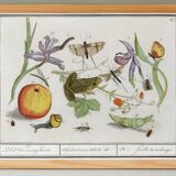 Small poster on "Insects and plants", after an old engraving from 1