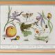 Small poster on "Insects and plants", after an old engraving from 1