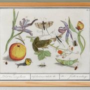 Small poster on "Insects and plants", after an old engraving from 1