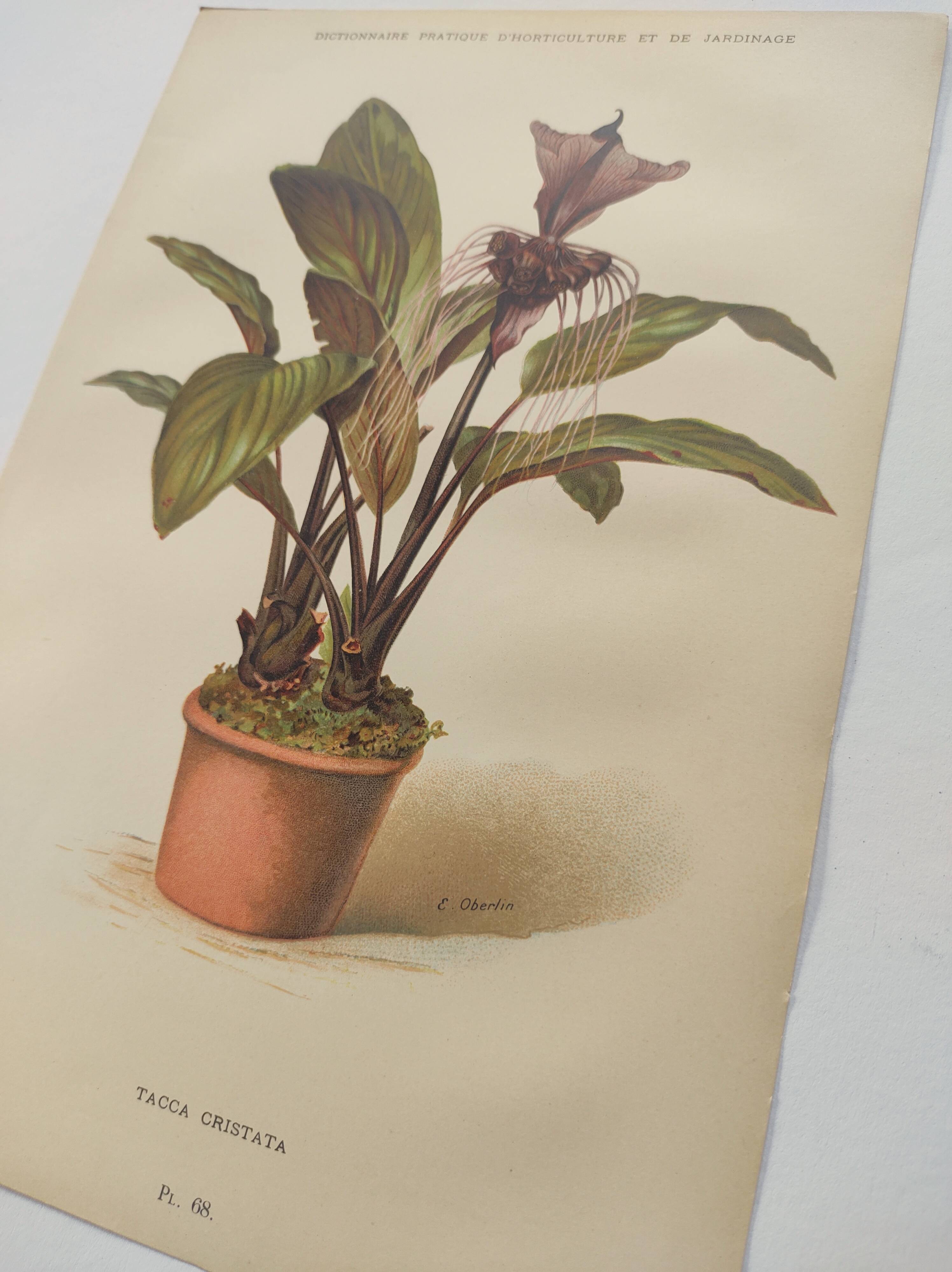 Botanical engraving from 1897 - Tacca Cristata - Original plate. Old nature lithograph