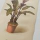 Botanical engraving from 1897 - Tacca Cristata - Original plate. Old nature lithograph