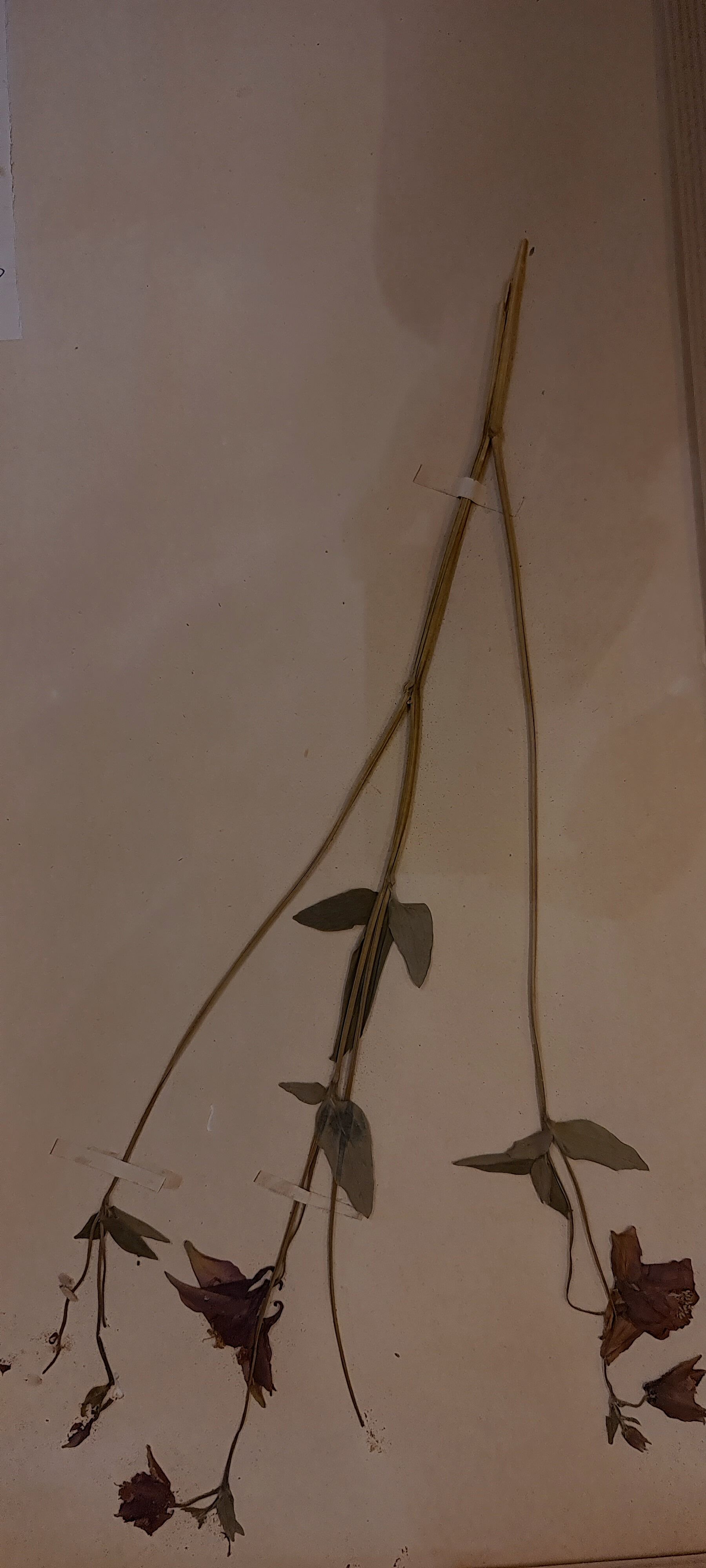 Herbier, 19th