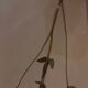 Herbier, 19th